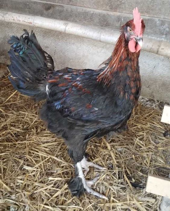 Пропонуємо півників породи маран чорномідні.