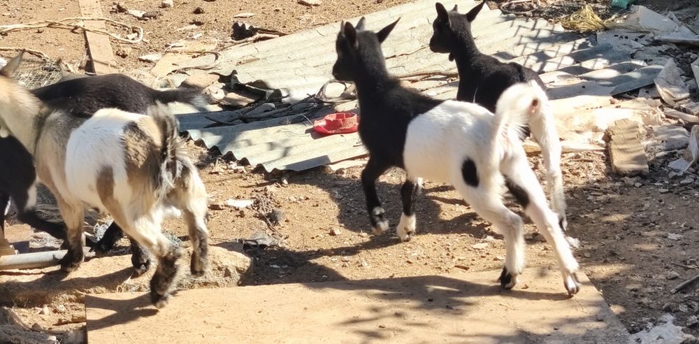 Cabras Anãs jovens