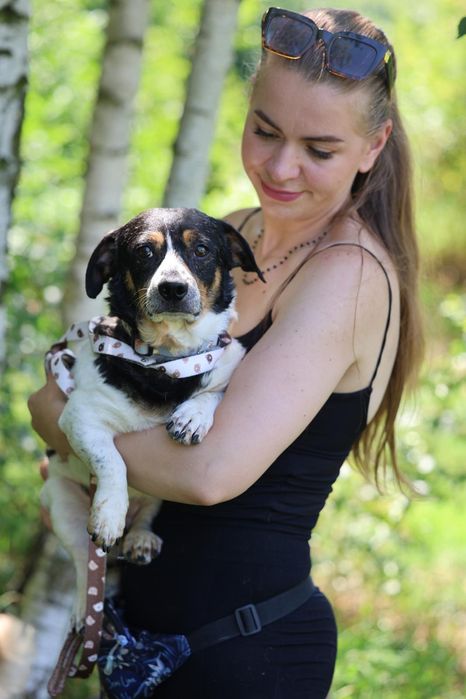 Do adopcji pieski