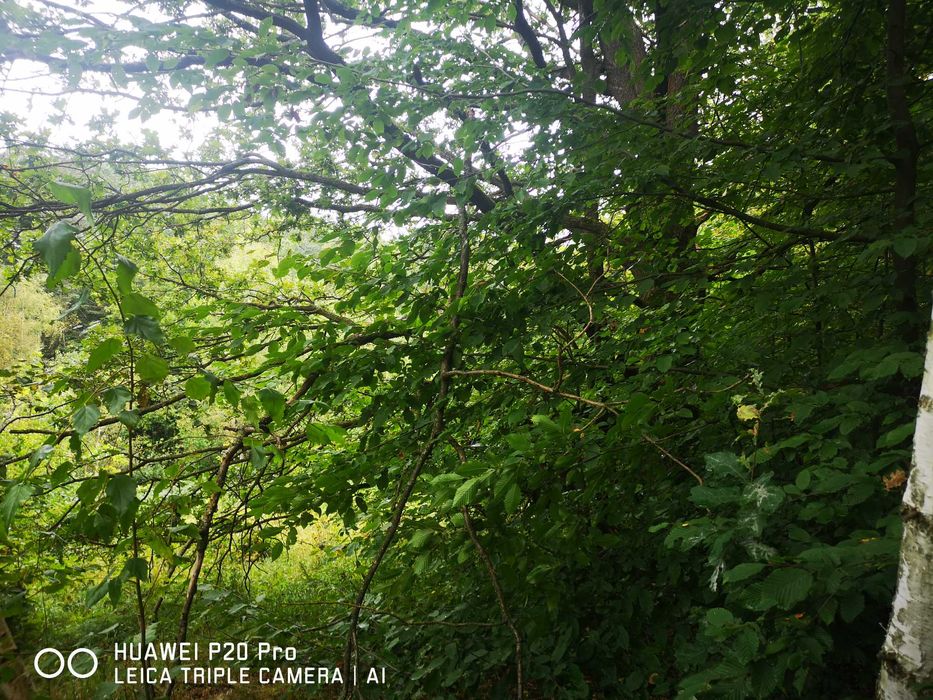 Włosań, gmina Mogilany.