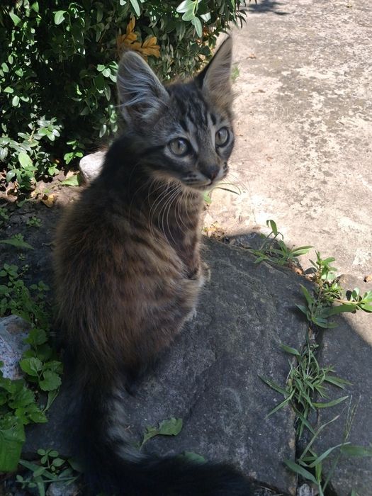 Котята в доброе руки