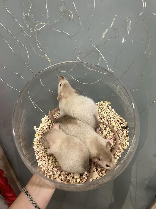 Щурик декоративний