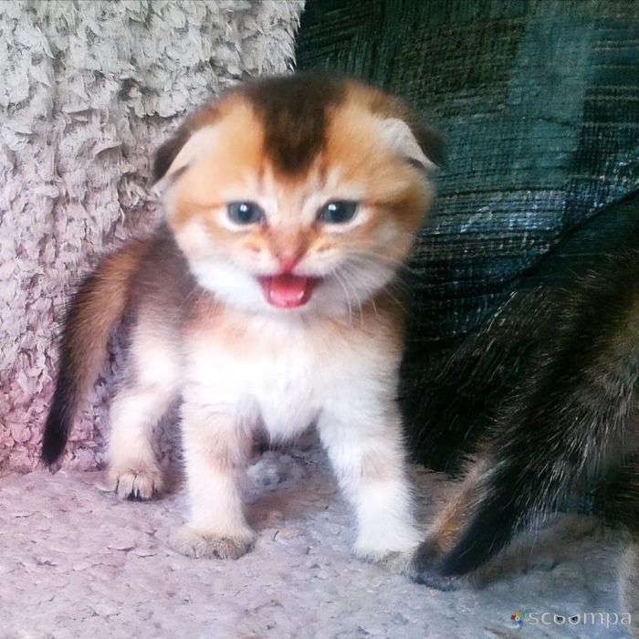 ШИКАРНИЙ котик жде дівчаток.