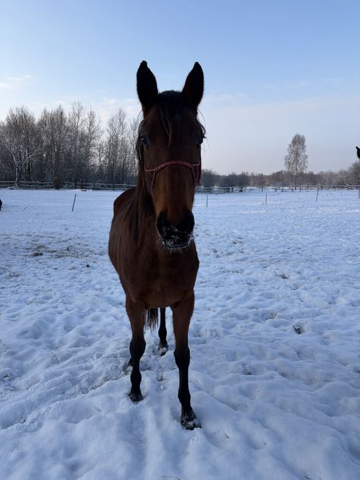 Klacz sp siodło skoki