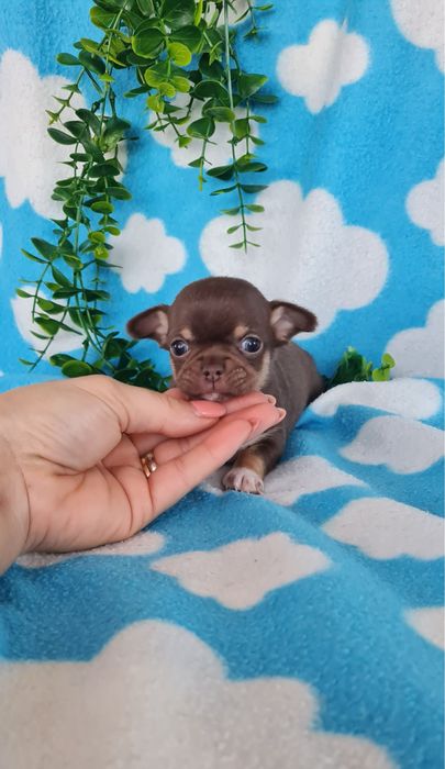 Excecional menina mini Chihuahua/Chiuaua. LinhagemRussa de Qualidade