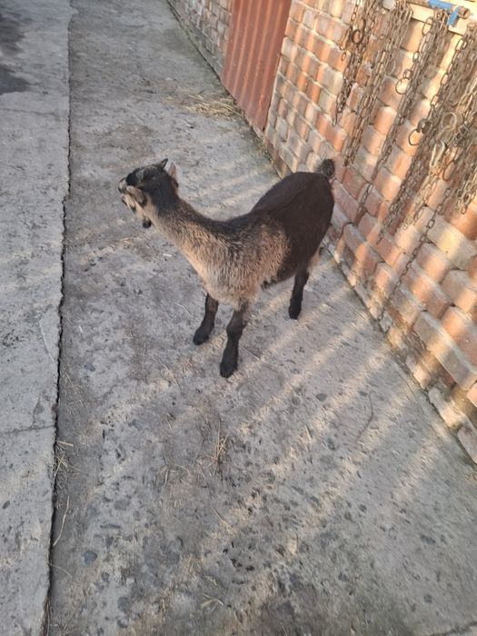 Козеня породи ламанча