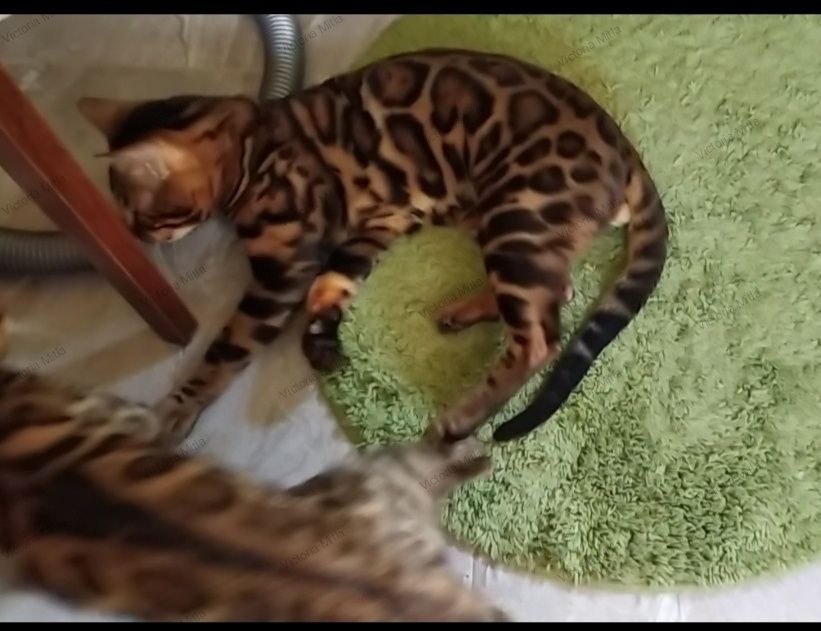 Бенгальский мальчик