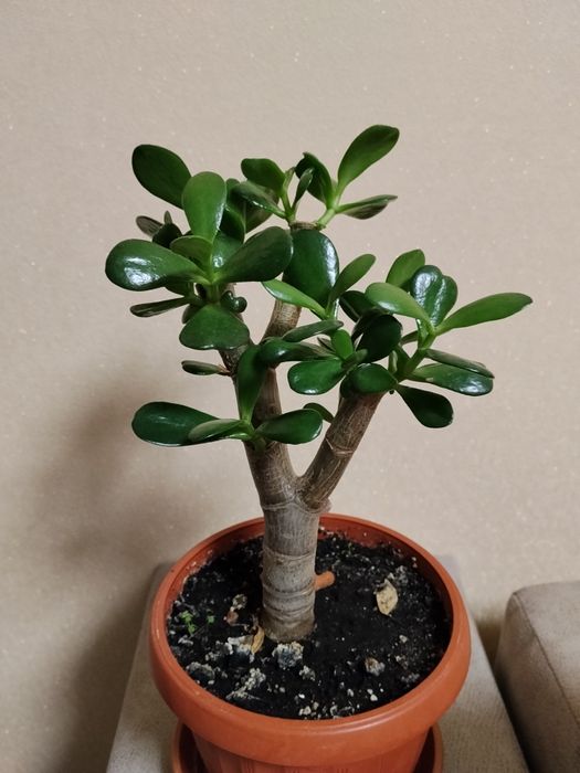 Продам грошові деревця,молоді і гарно розвинені.