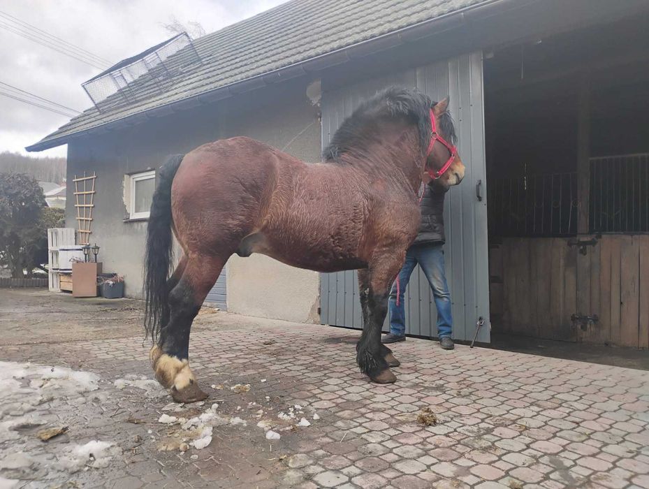 Sprzedam Ogiera Zimnokristego