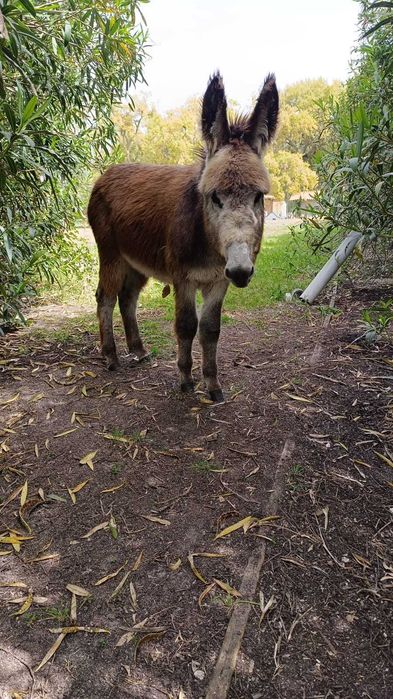 Burro manso, macho
