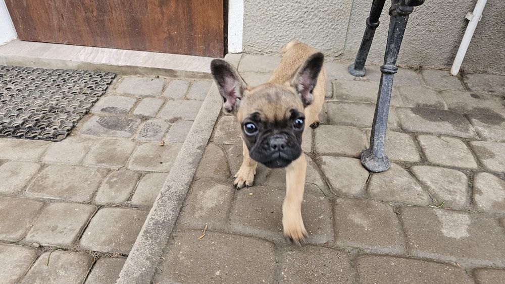 Suczka buldog francuski 4 miesięczna