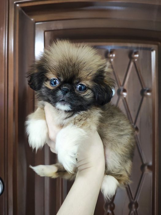 Милейшая красотка пекинесочка