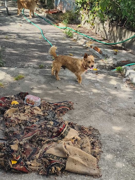 Para adoção responsável e amor por animais