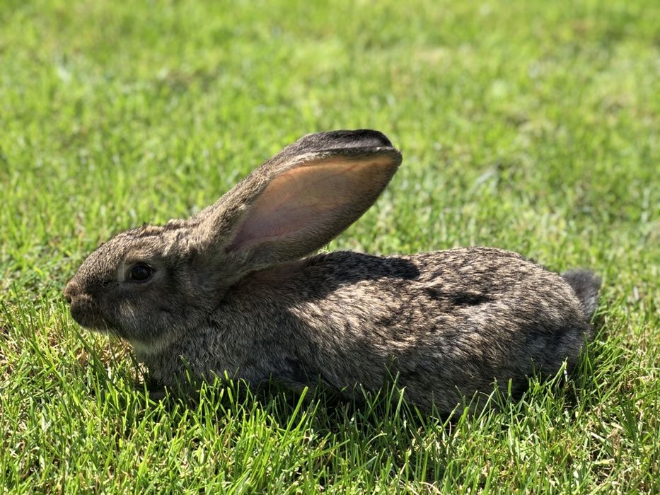 Молодняк, самці, самки Фландра Сірого Велетня та Метелика. Кролики