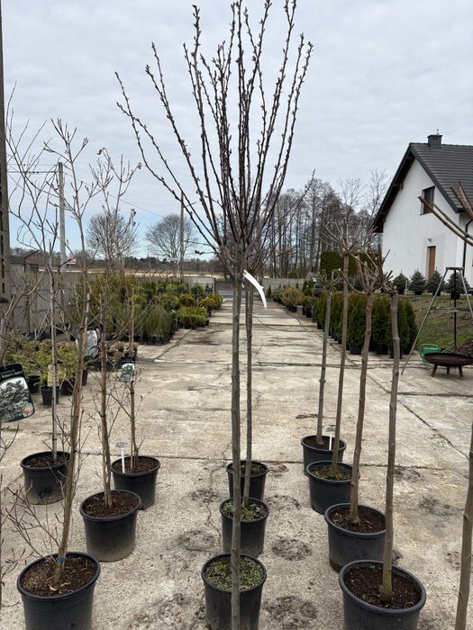 Śliwa wiśniowa (Prunus cerasifera pissardii)