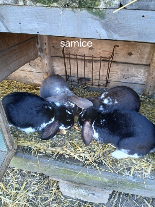 Króliki baran francuski