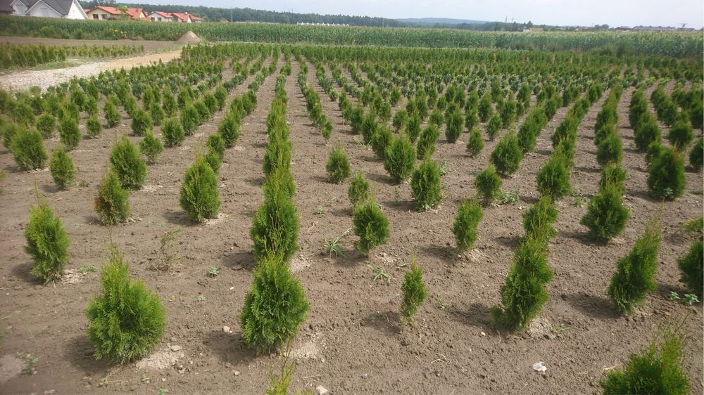 Thuja Smaragd 1,6m  >Gęsta< tuja żywopłot żywotnik