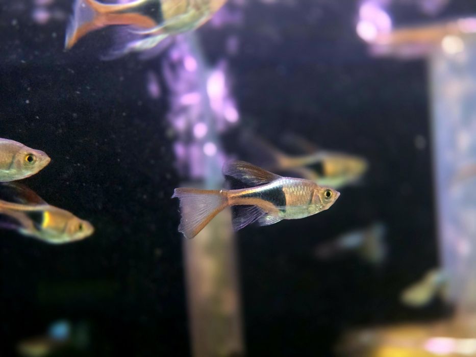Rozbora klinowa weloniasta