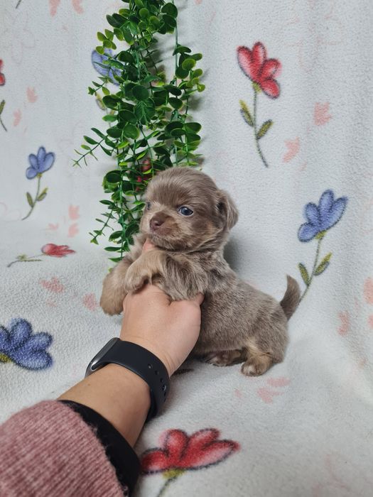 Excelente mini pelo comp Chihuahua/Chiuaua Linhagem Russa de Qualidade