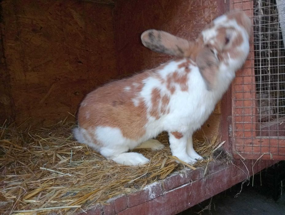 Rex trójbarwny samiec