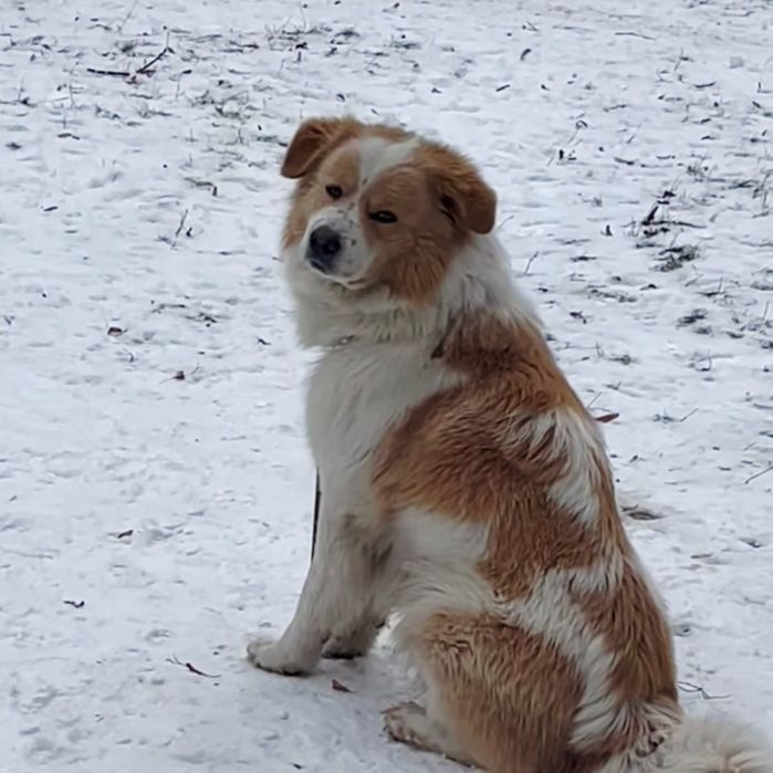 Тяжилів! Помічена собака!