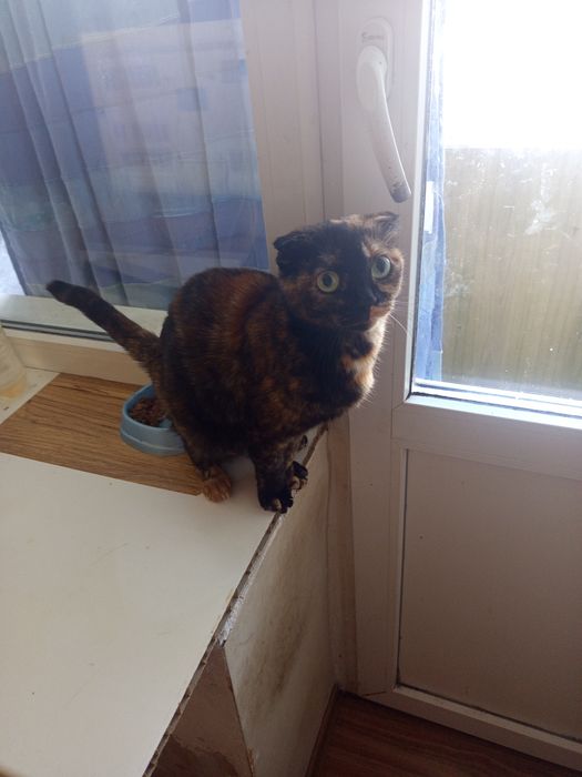 Продам Шотландцы