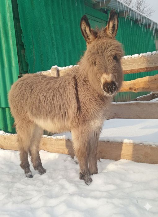 Віслюк, осел, ослік у продажу.