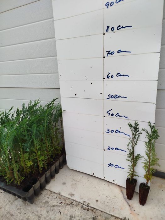 Cedros para vedações ou ornamentação