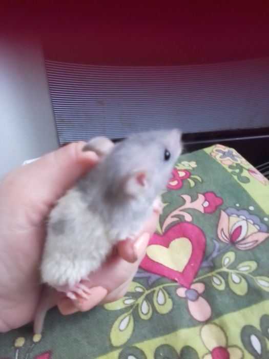 Продам декоративных крысят Рекс и  Дабл рекс