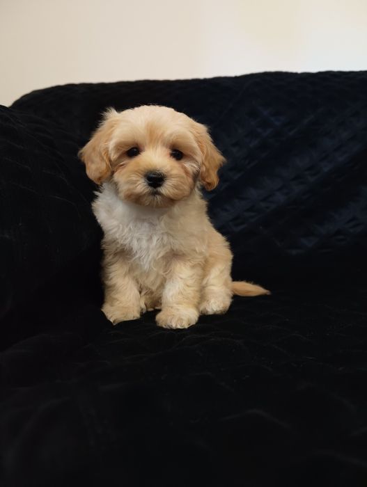 Maltipoo śliczny szczeniaczek