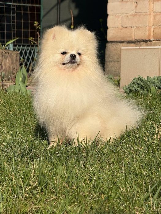 Померанский шпиц