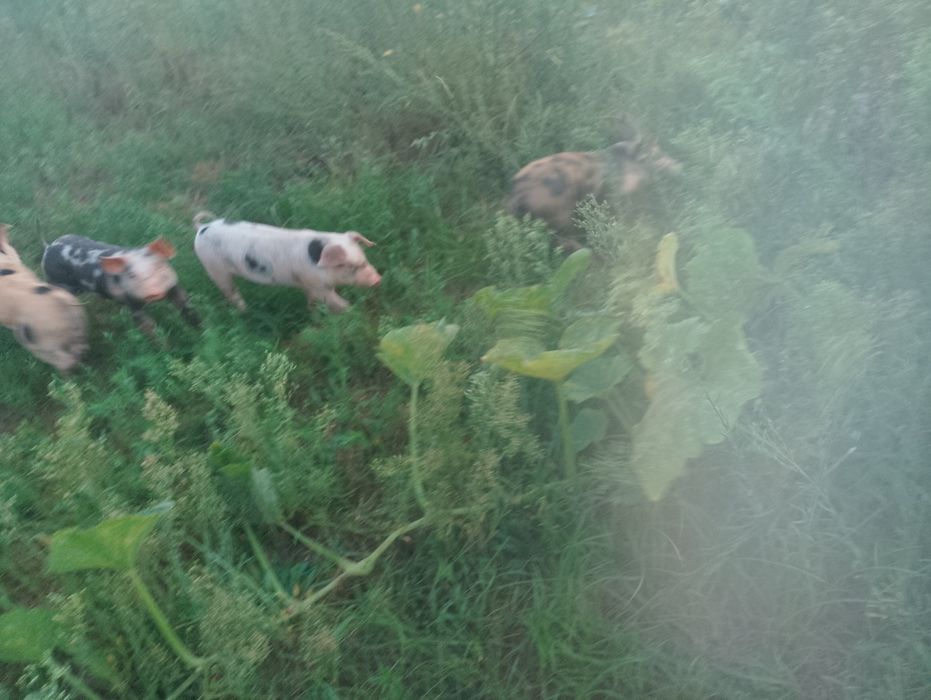 Leitões Duroc x Pietrain
