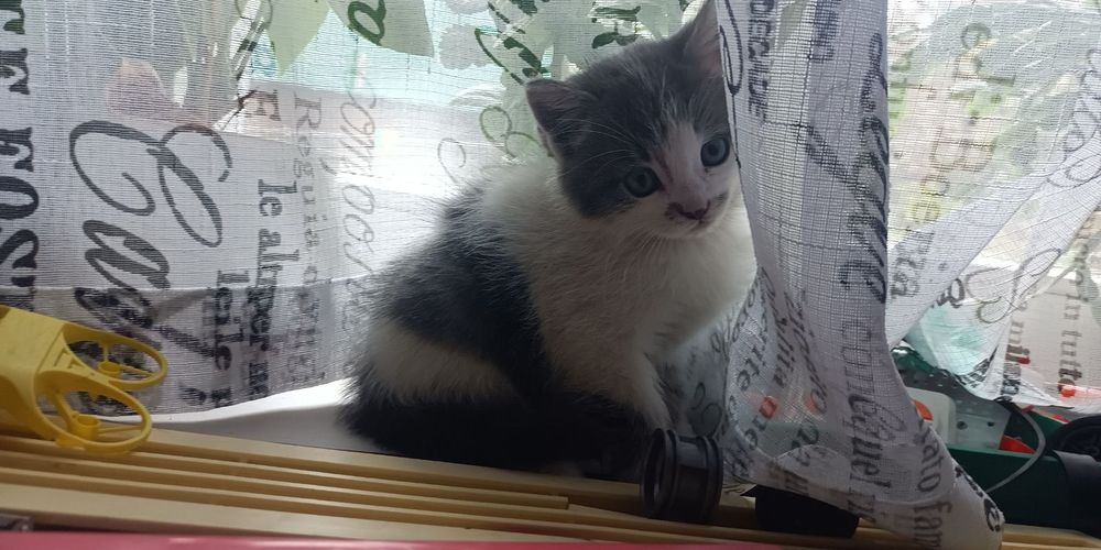 Отдам Котенка в хорошие руки