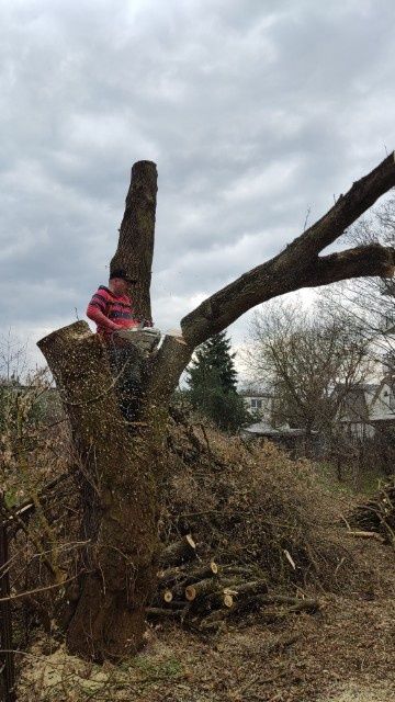 Alpinistyczna i naziemna wycinka drzew
