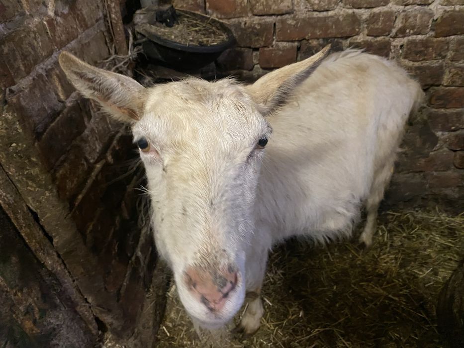 Продам козу новозеландську