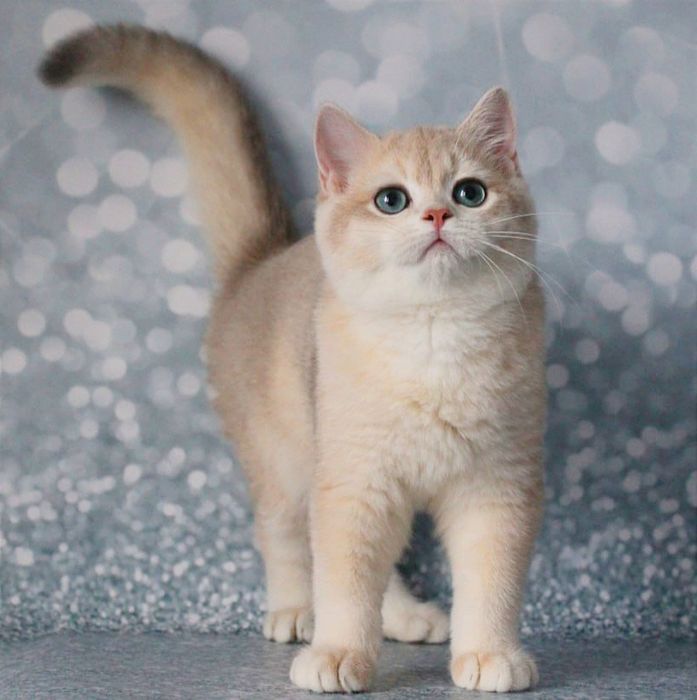 Британський котик шиншила - голубе золото