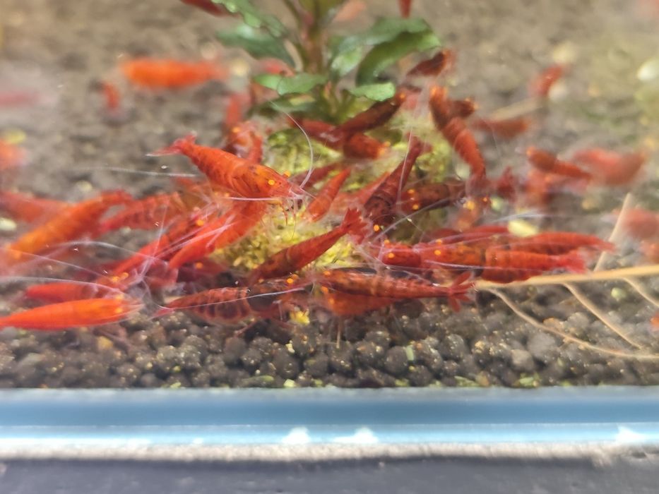 Krewetki Caridina Red Devil Oe