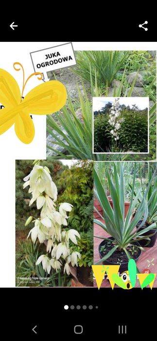 JUKA KWIAT sadzonki duże+gratis
