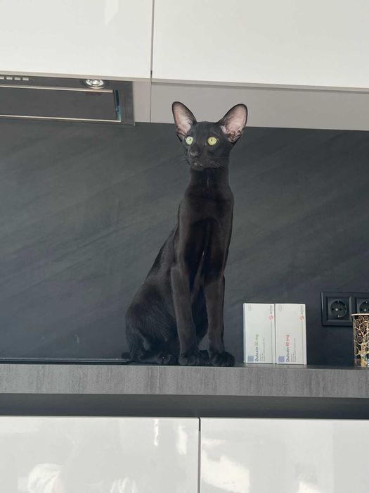 Орієнтальні кошенята