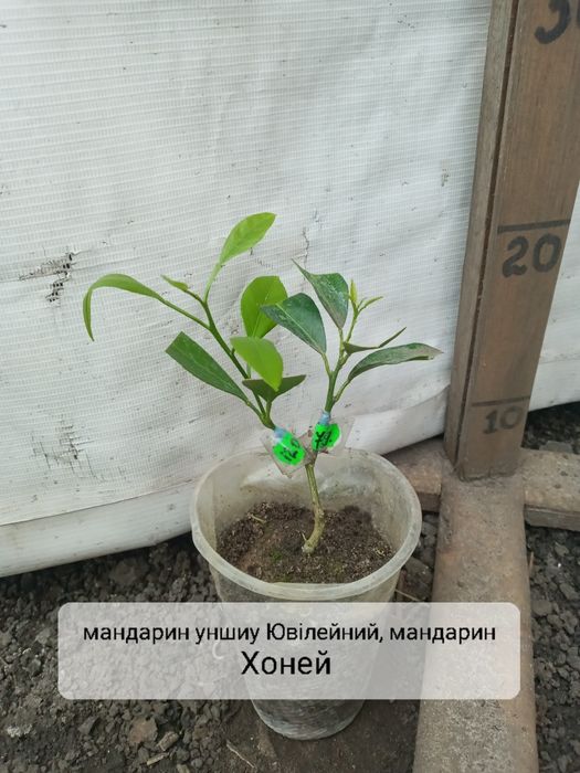 Сад цитрус 2 сорта