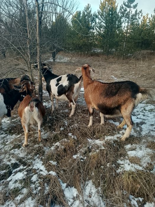 Продам Кіз кітні