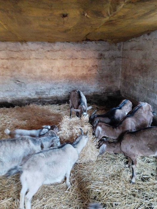 Продам кози,козлики,козлята