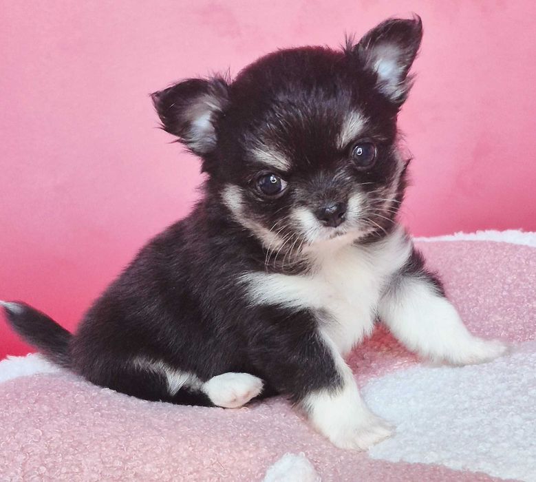 Chiuhaha dziewczynka długowłosa do Rezerwacji