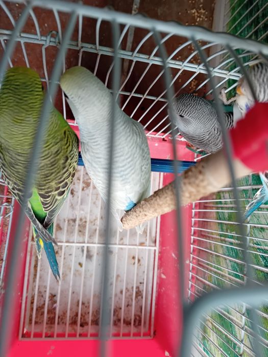 Para ceder várias aves