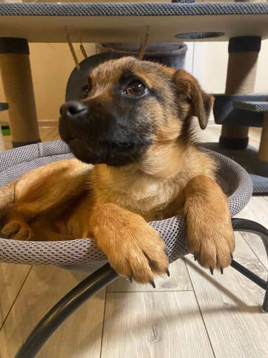 Ріді шукає дім, цуцик, собака