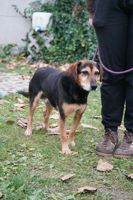 Piekny pies do adopcji