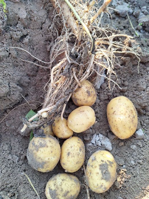Ziemniaki ( soraya i baltic rose )