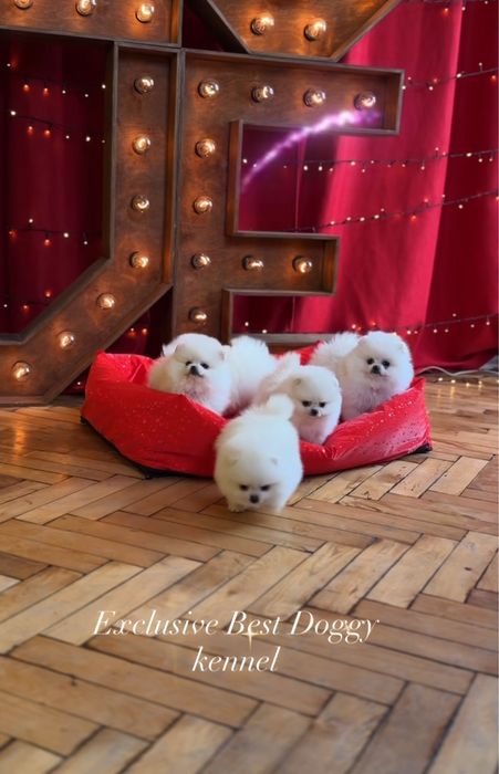 Лакшері сегмент ідеальні SUPER VIP mini померанці. Померанський шпіц