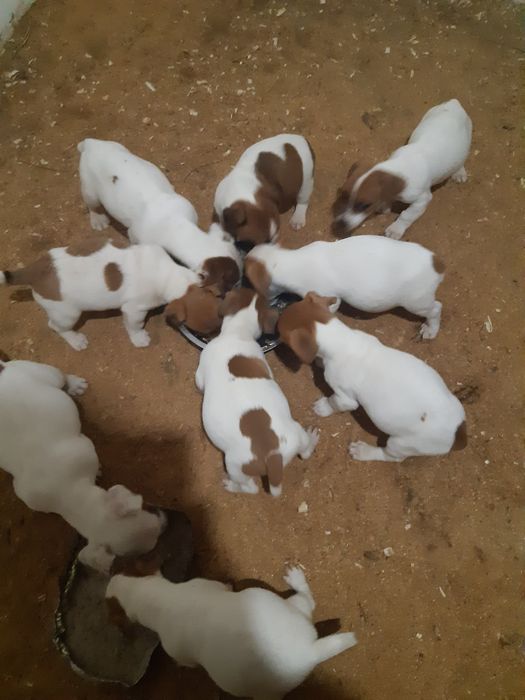 Джек Рассель  неповторний друг