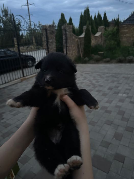 Цуцики від німецької вівчарки